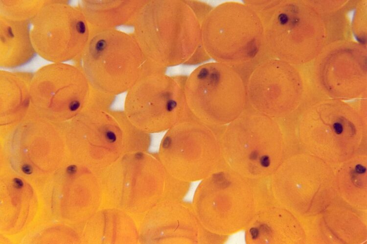 Ovas ojo de salmón del Atlántico en una bandeja de incubación de una piscicultura