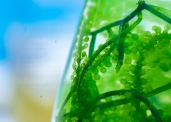 Detalle de algas verdes con estructuras redondeadas en un recipiente transparente.
