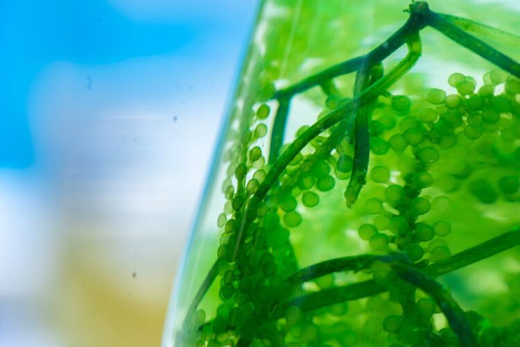 Detalle de algas verdes con estructuras redondeadas en un recipiente transparente.