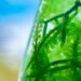 Detalle de algas verdes con estructuras redondeadas en un recipiente transparente.