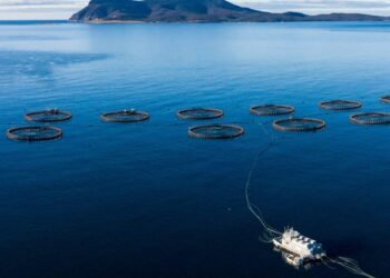 Tasmania exige a salmoneras de Macquarie Harbour compensar una demanda de 10,3 toneladas de oxígeno al día desde noviembre de 2026. Foto: IMAS.