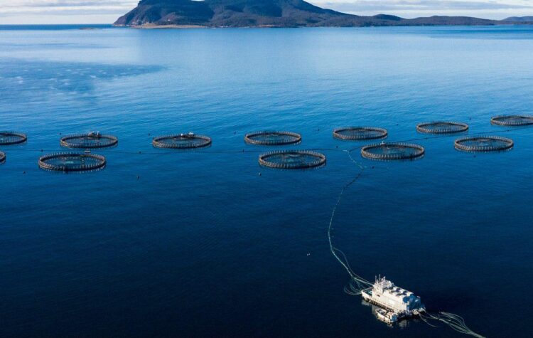 Tasmania exige a salmoneras de Macquarie Harbour compensar una demanda de 10,3 toneladas de oxígeno al día desde noviembre de 2026. Foto: IMAS.