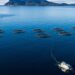 Tasmania exige a salmoneras de Macquarie Harbour compensar una demanda de 10,3 toneladas de oxígeno al día desde noviembre de 2026. Foto: IMAS.