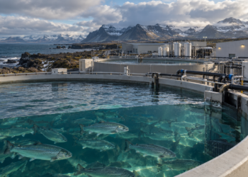 Islandia enfrenta presión de la industria para crear una ley específica para la salmonicultura terrestre, con inversiones proyectadas de hasta US$5.000 millones.