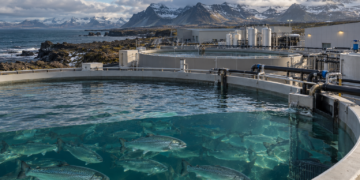 Islandia enfrenta presión de la industria para crear una ley específica para la salmonicultura terrestre, con inversiones proyectadas de hasta US$5.000 millones.