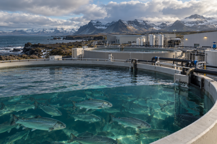 Islandia enfrenta presión de la industria para crear una ley específica para la salmonicultura terrestre, con inversiones proyectadas de hasta US$5.000 millones.