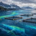 Imagen referencial: Modelación oceanográfica aplicada a centros de cultivo de salmónidos, representando corrientes, dispersión y dinámica hidrodinámica en fiordos del sur de Chile.