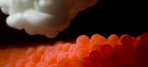 Ovas de salmón Atlántico durante un proceso de fertilización en un programa de mejoramiento genético.