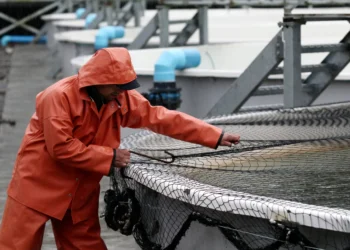 Trabajador realizando labores en las jaulas de un centro de cultivo de salmones.