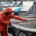 Trabajador realizando labores en las jaulas de un centro de cultivo de salmones.