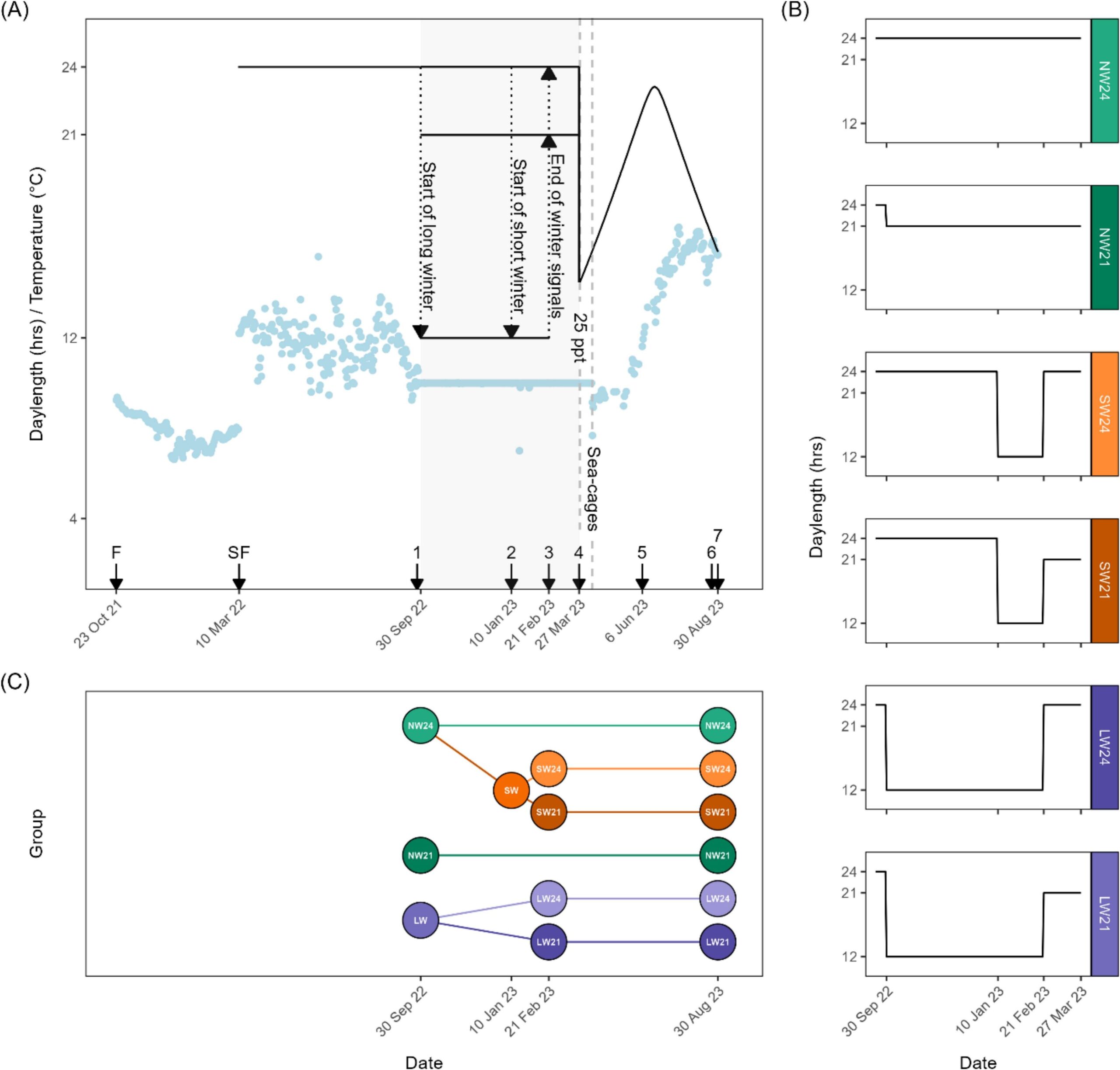 Esquema del diseño experimental del estudio sobre invierno prolongado y escotofase en smolts de salmón del Atlántico