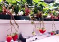 Plantas de frutilla con frutos maduros e inmaduros en el sistema de acuaponía Berry Farm.