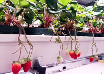 Plantas de frutilla con frutos maduros e inmaduros en el sistema de acuaponía Berry Farm.