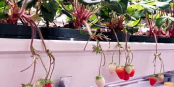 Plantas de frutilla con frutos maduros e inmaduros en el sistema de acuaponía Berry Farm.