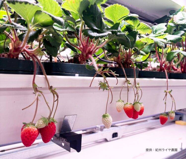 Plantas de frutilla con frutos maduros e inmaduros en el sistema de acuaponía Berry Farm.