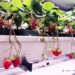 Plantas de frutilla con frutos maduros e inmaduros en el sistema de acuaponía Berry Farm.