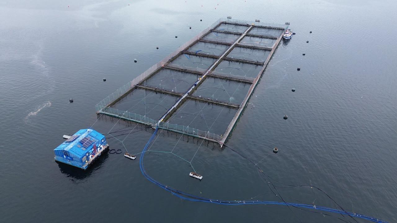Vista aérea de jaulas salmoneras conectadas a una plataforma de OXZO mediante mangueras