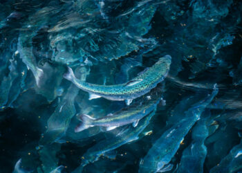 Créditos: Andfjord Salmon.