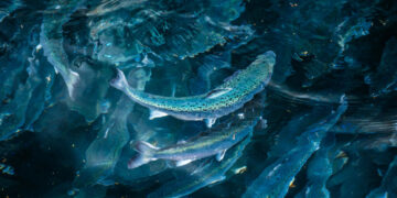 Piscinas terrestres de cultivo de salmón de Andfjord Salmon en Kvalnes, isla de Andøya en Noruega.