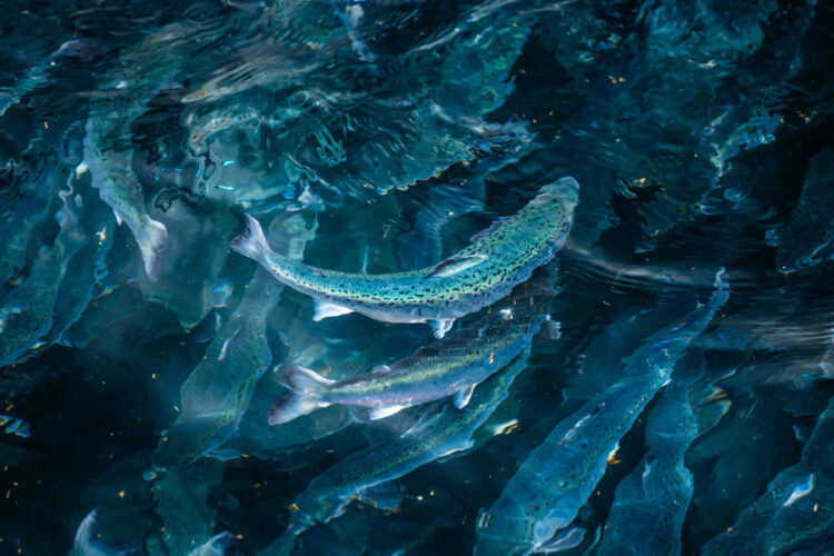Piscinas terrestres de cultivo de salmón de Andfjord Salmon en Kvalnes, isla de Andøya en Noruega.