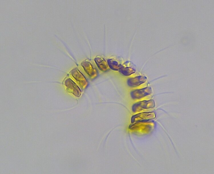 Imagen microscópica de fitoplancton usada en ADICFito, la plataforma de Plancton Andino