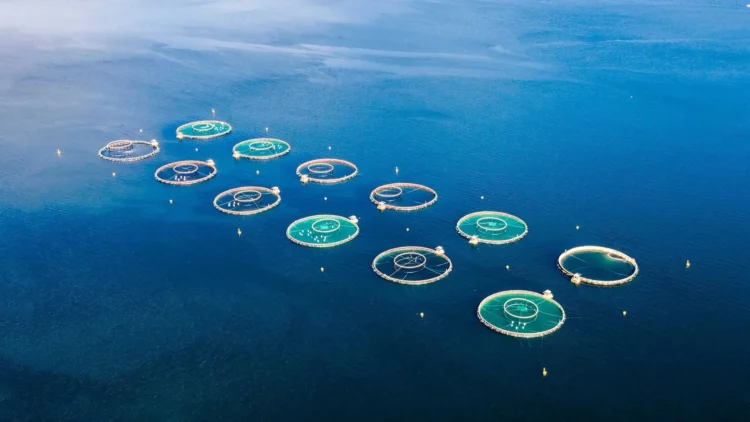 Ilustración del proyecto de cultivo de salmón en Namibia de African Aquaculture Company, frente a Lüderitz.