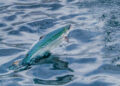 Salmón que emerge del agua en una piscina de cultivo de Andfjord Salmon.