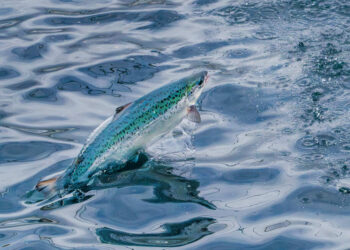 Salmón que emerge del agua en una piscina de cultivo de Andfjord Salmon.