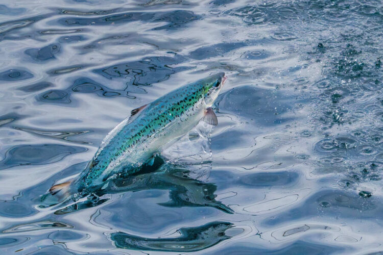 Salmón que emerge del agua en una piscina de cultivo de Andfjord Salmon.