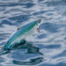 Salmón que emerge del agua en una piscina de cultivo de Andfjord Salmon.
