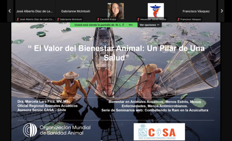 Participantes del webinar de CASA y la OMSA sobre bienestar en acuicultura.