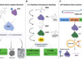 Vías biosintéticas de los autoinductores de la detección de quórum bacteriano, según el estudio