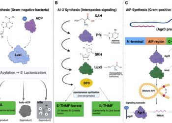 Vías biosintéticas de los autoinductores de la detección de quórum bacteriano, según el estudio