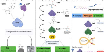 Vías biosintéticas de los autoinductores de la detección de quórum bacteriano, según el estudio