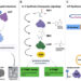 Vías biosintéticas de los autoinductores de la detección de quórum bacteriano, según el estudio