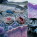 Salmón del Atlántico y cortes histológicos de piel del estudio sobre heridas en salmones