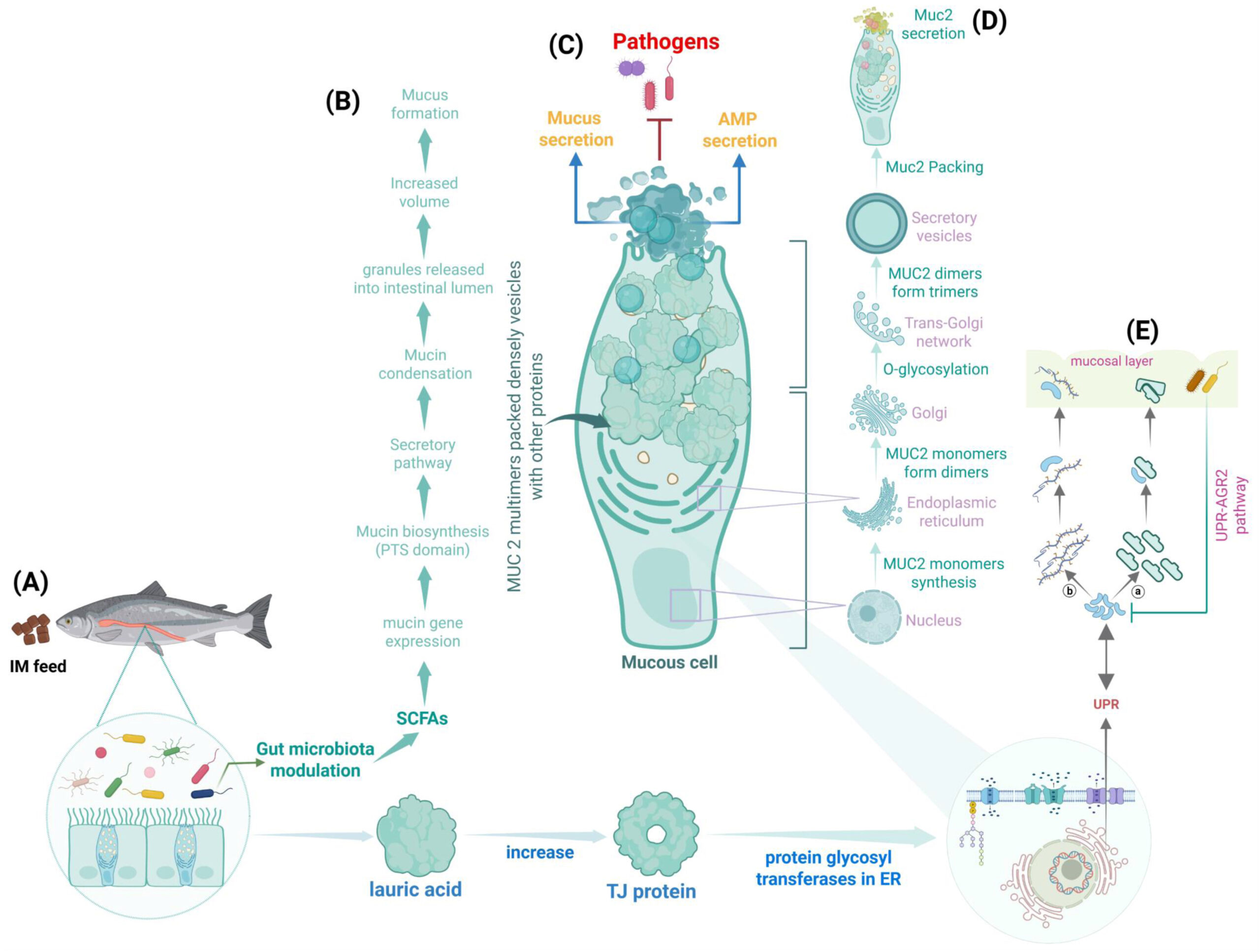 Ilustración esquemática de cómo la harina de insecto modula las barreras mucosas del salmón