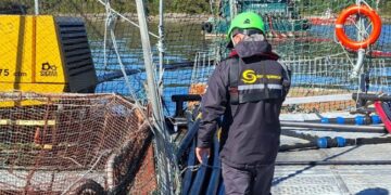 Centro de cultivo Luchín de Cermaq en Aysén, donde Sernapesca fiscaliza la cosecha por ISAv