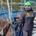 Centro de cultivo Luchín de Cermaq en Aysén, donde Sernapesca fiscaliza la cosecha por ISAv