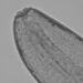 Nematodos marinos descubiertos por el Dr. Matthew Lee, del Centro i~mar