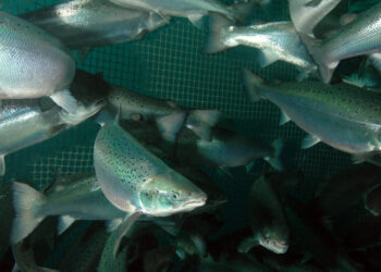 Salmones Atlánticos nadan dentro de una jaula de cultivo, con la red visible al fondo.