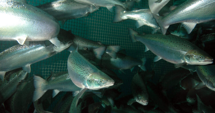 Salmones Atlánticos nadan dentro de una jaula de cultivo, con la red visible al fondo.