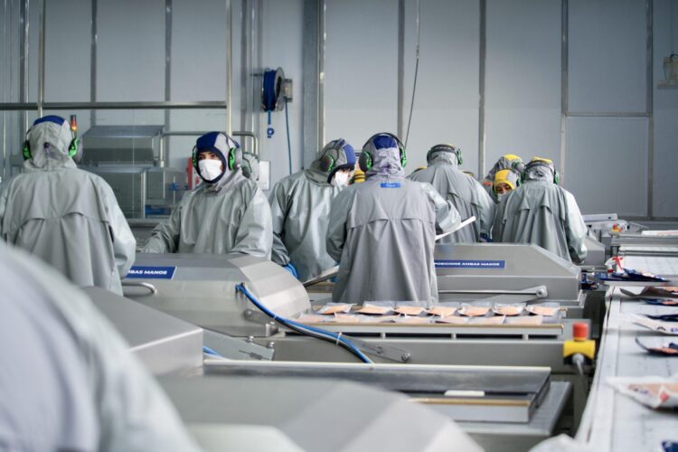Trabajadores procesan salmón en una planta industrial chilena.