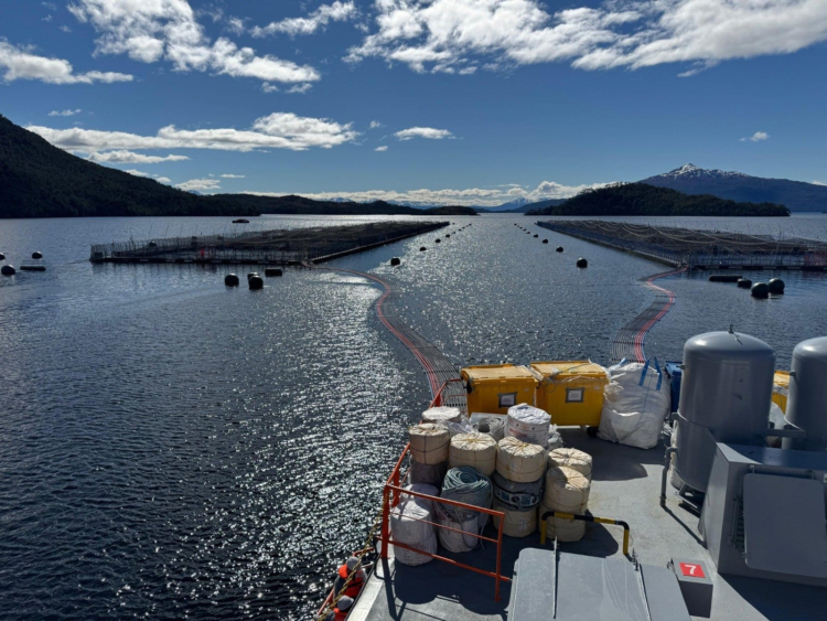 Operativo de Sernapesca por floración algal nociva en centros de cultivo de Magallanes