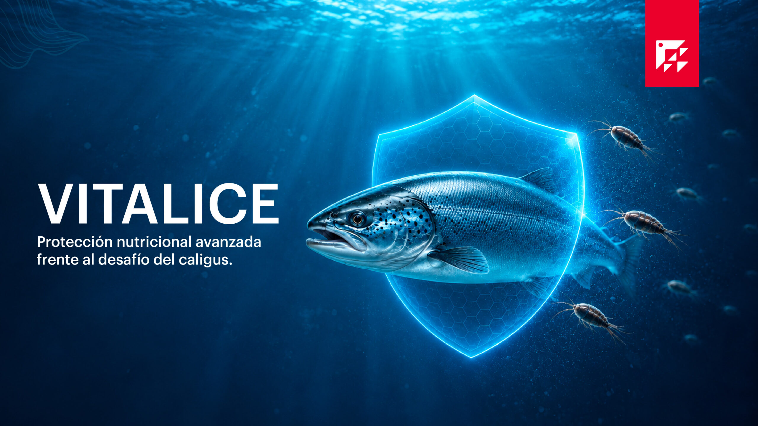 Vitalice, el formulado natural de Salmofood contra la caligidosis en salmónidos