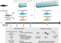 Diagrama del diseño experimental para estudiar el efecto de los ambientes térmicos en el bienestar del salmón del Atlántico