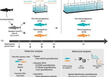 Diagrama del diseño experimental para estudiar el efecto de los ambientes térmicos en el bienestar del salmón del Atlántico