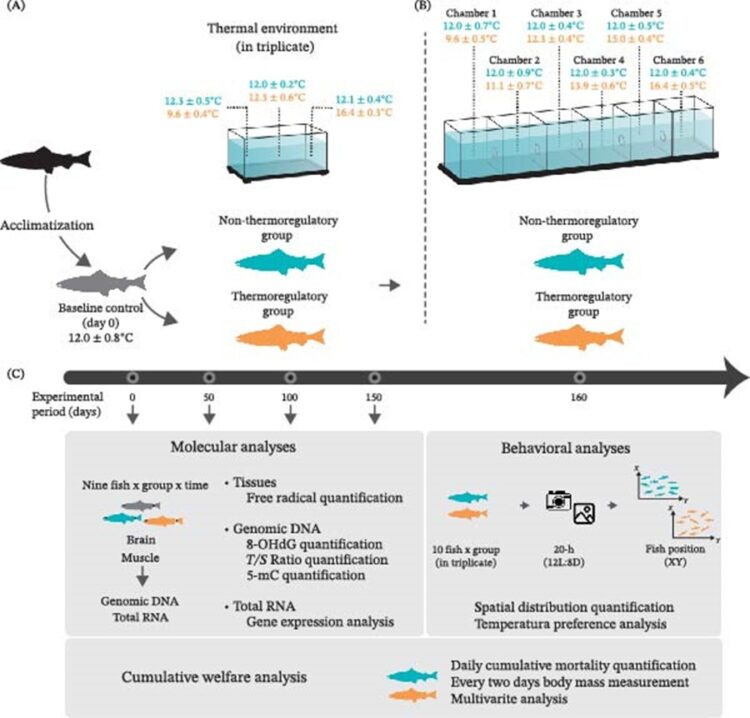 Diagrama del diseño experimental para estudiar el efecto de los ambientes térmicos en el bienestar del salmón del Atlántico