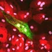 Microfotografía de células de piel de salmón Atlántico con señal fluorescente verde asociada a IPNV.