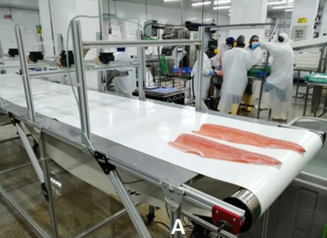 Operarios en planta de proceso de salmón manipulando filetes frescos en línea de producción